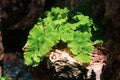 Adiantum capillus veneris or Southern Black Maidenhair fern. Close up of cute small green fern decoration in the tropical garden.