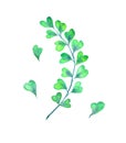 Adiantum capillus-veneris, the Southern maidenhair, black maidenhair, venus hair fern, isolated watercolor illustration