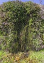 Adiantum capillus-veneris, or Southern maidenhair fern Royalty Free Stock Photo