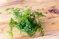 Adiantum capillus-veneris, southern maidenhair fern, black fern from above