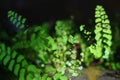 Adiantum capillus-veneris, Southern maidenhair fern, and Venus hair fern. fresh green adiantum capillus leaf