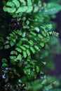 Adiantum capillus-veneris, Southern maidenhair fern, and Venus hair fern. fresh green adiantum capillus leaf