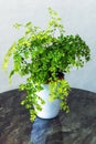 Adiantum capillus-veneris, southern maidenhair fern, black fern