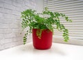 Adiantum capillus-veneris, the Southern maidenhair fern