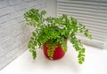 Adiantum capillus-veneris, the Southern maidenhair fern