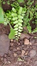 Adiantum capillus-veneris is a species of ferns in the genus Adiantum and the family Pteridaceae cultivated as a popular garden Royalty Free Stock Photo