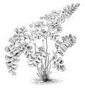 Adiantum Decorum Ferns vintage illustration