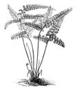 Adiantum Diaphanum Fern vintage illustration