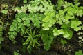 Adiantum Fern,Maidenhair fern Royalty Free Stock Photo