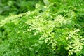 Adiantum fern or Maidenhair fern