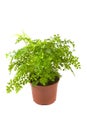 Adiantum Fragrans Royalty Free Stock Photo