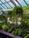 Adiantum Green Curly Fern, many different indoor ferns and in a hanging pot Royalty Free Stock Photo