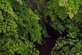 Adiantum Green Curly Fern,  many different indoor ferns and in a hanging pot Royalty Free Stock Photo