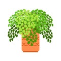 Adiantum house plant