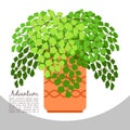 Adiantum indoor plant in pot banner