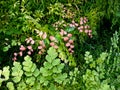 Adiantum or maidenhair