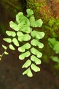 Adiantum pedatum green fern leaves on blur background. Royalty Free Stock Photo