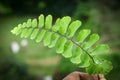 Adiantum pedatum green fern leaves on blur background.