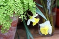 Adiantum raddianum adiantum Venus hair plant in flower clay pot close up. A