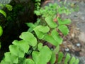 Adiantum raddianum also called suplir kelor, Delta maidenhair fern with a natural background. The genus name Adiantum comes from