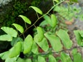Adiantum raddianum also called suplir kelor, Delta maidenhair fern with a natural background. The genus name Adiantum comes from