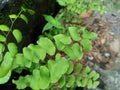 Adiantum raddianum also called suplir kelor, Delta maidenhair fern with a natural background. The genus name Adiantum comes from