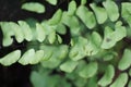 Adiantum raddianum also called suplir kelor, Delta maidenhair fern with a natural background. The genus name Adiantum comes from