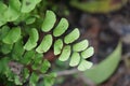 Adiantum raddianum also called suplir kelor, Delta maidenhair fern with a natural background. The genus name Adiantum comes from