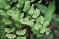 Adiantum raddianum also called suplir kelor, Delta maidenhair fern with a natural background. The genus name Adiantum comes from