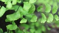 Adiantum raddianum also called suplir kelor, Delta maidenhair fern with a natural background. The genus name Adiantum comes from