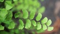 Adiantum raddianum also called suplir kelor, Delta maidenhair fern with a natural background. The genus name Adiantum comes from