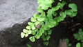 Adiantum raddianum also called suplir kelor, Delta maidenhair fern with a natural background. The genus name Adiantum comes from