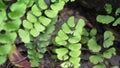 Adiantum raddianum also called suplir kelor, Delta maidenhair fern with a natural background. The genus name Adiantum comes from