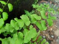 Adiantum raddianum also called suplir kelor, Delta maidenhair fern with a natural background. The genus name Adiantum comes from