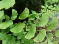 Adiantum raddianum also called suplir kelor, Delta maidenhair fern with a natural background. The genus name Adiantum comes from