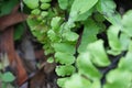 Adiantum raddianum also called suplir kelor, Delta maidenhair fern with a natural background. The genus name Adiantum comes from