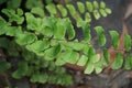 Adiantum raddianum also called suplir kelor, Delta maidenhair fern with a natural background. The genus name Adiantum comes from