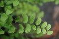 Adiantum raddianum also called suplir kelor, Delta maidenhair fern with a natural background. The genus name Adiantum comes from