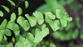 Adiantum raddianum also called suplir kelor, Delta maidenhair fern with a natural background. The genus name Adiantum comes from