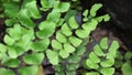 Adiantum raddianum also called suplir kelor, Delta maidenhair fern with a natural background. The genus name Adiantum comes from