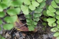 Adiantum raddianum also called suplir kelor, Delta maidenhair fern with a natural background. The genus name Adiantum comes from