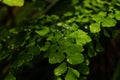 A adiantum raddianum or ferns leaves close up