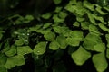 A adiantum raddianum or ferns leaves close up