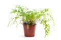 Adiantum raddianum plant in flower pot