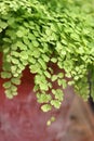 Adiantum raddianum adiantum Venus hair plant in flower clay pot close up. Adiantum capillus veneris.