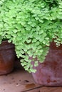 Adiantum raddianum adiantum Venus hair plant in flower clay pot close up. Adiantum capillus veneris.