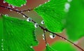 Adiantum with water drops