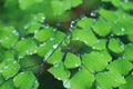 Adiantum with water drops Royalty Free Stock Photo