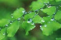 Adiantum with water drops 2