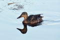 An adilt female wild mallard duck with a reflection in the water Royalty Free Stock Photo